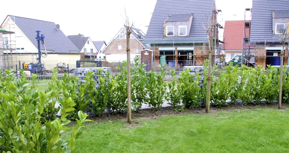 Baum pflegen Baum pflegen