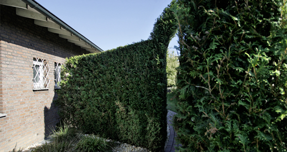 Hecke schneiden Hecke schneiden