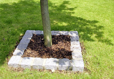 Baum pflegen Baum pflegen