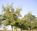 Nutzgarten Nutzgarten